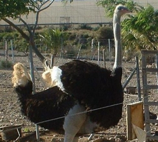  large standing ostrich 